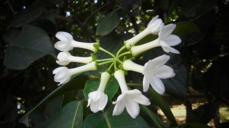 Jasmin de Madagascar