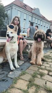 BRIARD și Akita Inu