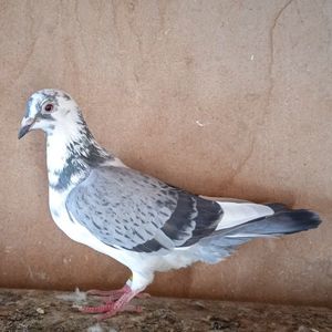 Femela 19-290....-rezervat Pucheni