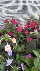 received_1558732154879116
