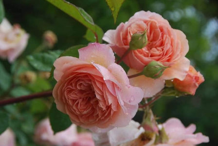 Leander (urcator); Parfum puternic. inflorire repetata tot sezonul.
Inaltime 250-400 cm.
