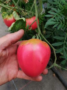 IMG-20230630-WA0020