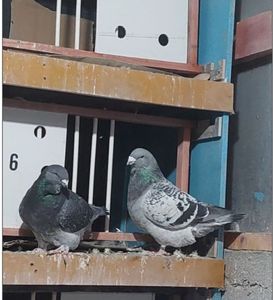 Screenshot_20231017_062246_Chrome