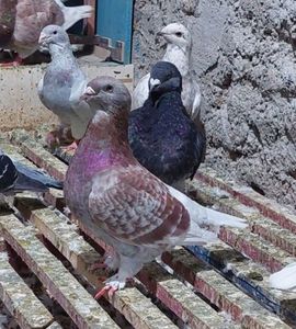 Screenshot_20231017_062238_Chrome