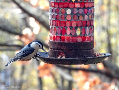 White-breasted Nuthatch