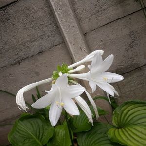 Hosta 2023