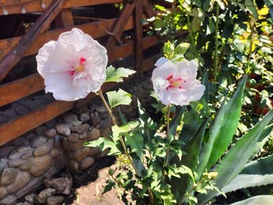 hibiscus china chifon
