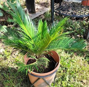 cycas