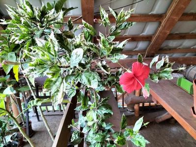 hibiscus variegat