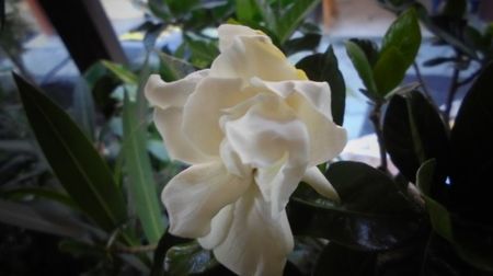 Gardenia augusta,inconfundabil parfum