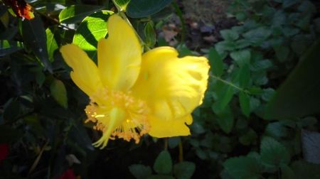 Hypericum calycinum