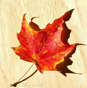 Canadian Maple Leaf - Frunza de artar canadian