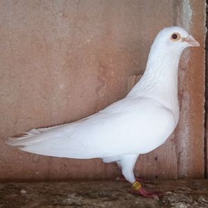 Mascul 2019