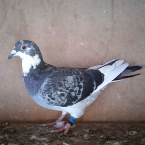 Femela 21-522....-rezervat Pucheni