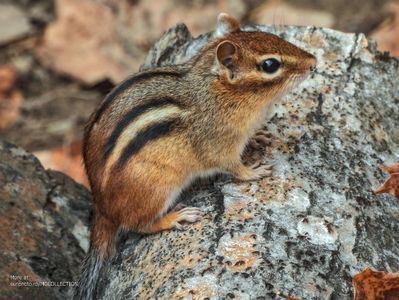Petite ecureuil - Chipmunk - Veverita pitica 4