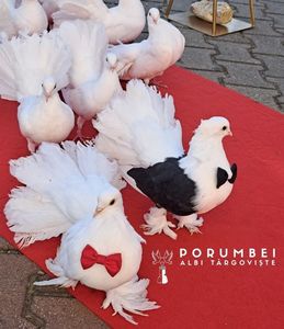 Porumbei albi la nunta în Dambovita Evenimente VIP; Porumbei albi la nunta Porumbelul Cavaler cu Frac și Papion
