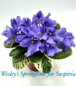 Wesley’s Springtime for Suspiria