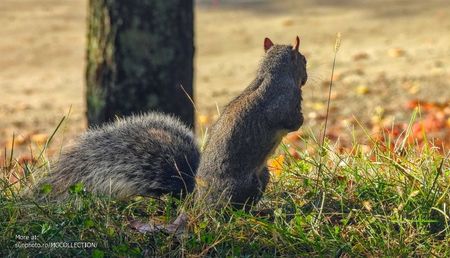 Canadian ecureuil - Veverita canadiana