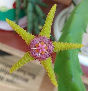 Stapelia flavopurpurea