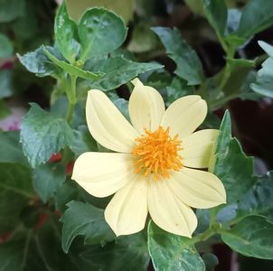 O toamna ca un inceput de vara...; Dalia din seminte. ;)
