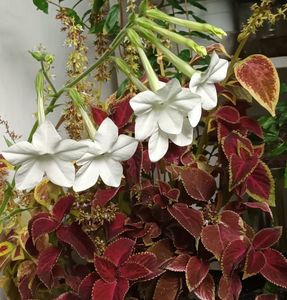 Slabiciunea mea, parfumul...; Rectific, ador si culorile! ;)
