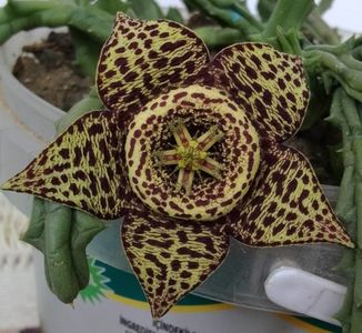 Orbea variegata 2