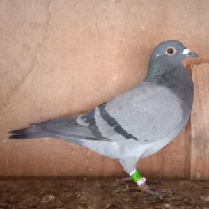 Femela 23-059....-10 lei