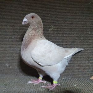 RO - 564