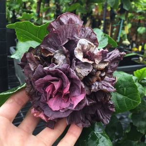 Bert s Purple Feast