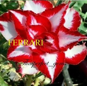 ferrari_1