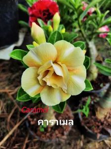 caramel