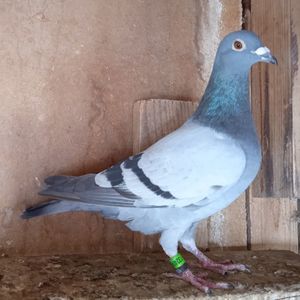 Mascul 23-404....-10 lei