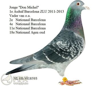 nl08-3818593_jonge-don-michel_cor