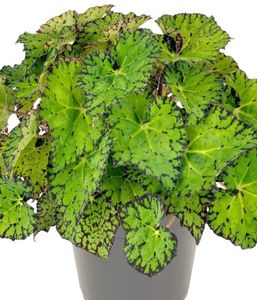 Screenshot_2023-09-30-20-06-30-024_com.android.chrome-edit