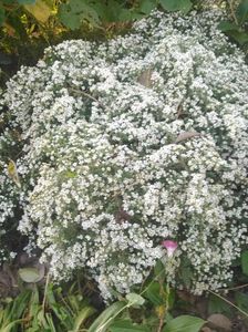 aster ericoides curgator; Lica Chilom
