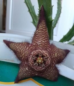 Stapelia mutabilis 1