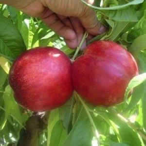 nectarine Orion