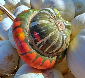 Dovleac - Courge - Squash; Dovleac - Courge - Squash
