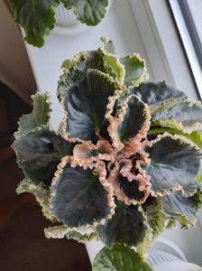 Poza crescator planta mama