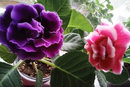 02.11.2023; GLOXINIA
