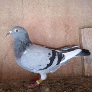 Femela 19-790....-rezervat Pucheni