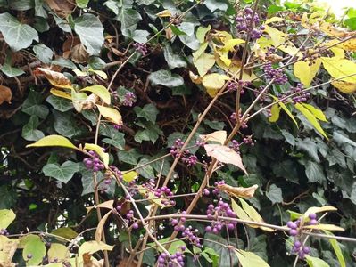 Callicarpa