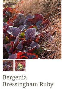Bergenia Bressingham Ruby; 40ron, gradina bijoux, roz, evergreen, 0.4-0.4m
