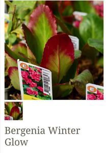 Bergenia Winter Glow; 40 ron, gradina bijoux, roz, evergreen, 0.4x0.4m
