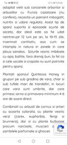 Helleborus Quintessa Honey