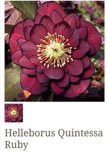 Helleborus Quintessa Ruby; 120ron,gradina bijoux, visiniu, feb martie, evergreen
