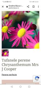 Tufanele perene Chrysanthemum Mrs J Cooper; 30ron, gradina bijoux, roz intens, oct noiembrie
