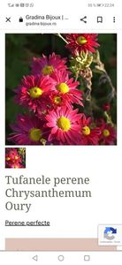 Tufanele perene Chrysanthemum Oury; 30 ron, gradina bijoux, rosu, oct noiembrie
