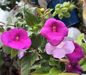 Achi Jennifer Goode & Sinn Blue Ciel; A venit toamna si la noi... dar doar afara! In balcon fetele isi fac de cap! ;)

