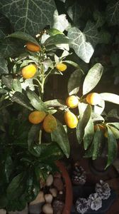 Pomișor de  kumquat